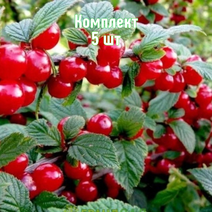 Комплект 5шт / Вишня войлочная Осенняя вировская